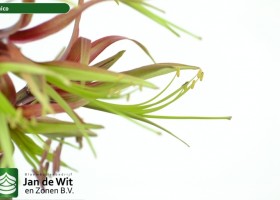 hippeastrum Chico ® (3)